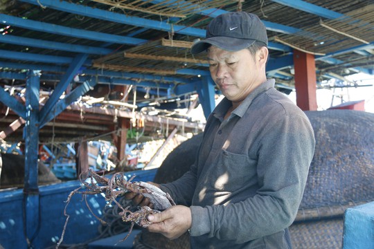 Giá lên, 1.000 tấn mực khô ở Quảng Nam thoát cảnh ứ đọng