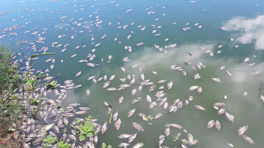 Đà Nẵng: Cá chết trắng, nổi xếp lớp tại hồ điều tiết Trung Nghĩa - Ảnh 4.