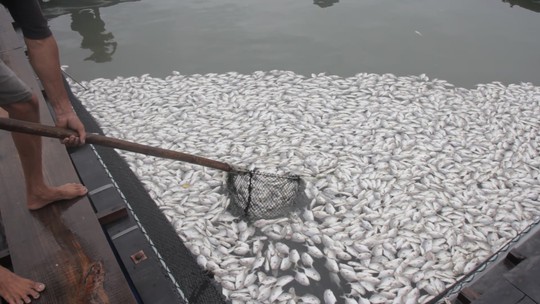 Nguyên nhân cá ở Long Sơn chết hàng loạt là do nhiễm ký sinh trùng quả dưa - Ảnh 3.