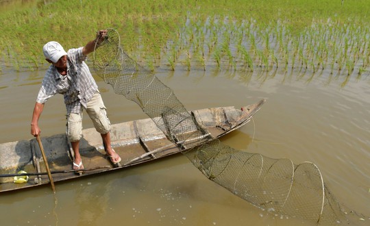 Mối lương duyên con tôm ôm cây lúa - Ảnh 1.