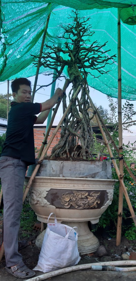 “Đã mắt” với cây mai chấn thủy hình chim phượng hoàng giá nửa tỉ