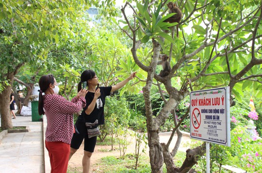 Chùm ảnh: Ngắm hành trình kiếm ăn của đàn khỉ xóm chùa trên núi Sơn Trà - Ảnh 9.
