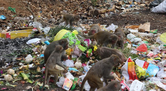 Chùm ảnh: Ngắm hành trình kiếm ăn của đàn khỉ xóm chùa trên núi Sơn Trà - Ảnh 10.