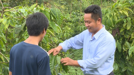  Nông dân lo lắng vì cà phê vàng lá, rụng quả sau khi sử dụng phân bón - Ảnh 2.