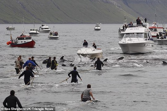 Hàng chục cá voi bị giết, máu nhuộm đỏ nước quần đảo Faroe - Ảnh 2.