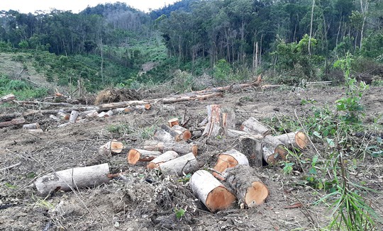 Lâm Đồng: Lại phát hiện phá rừng hàng chục năm tuổi - Ảnh 2.