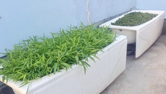 Chủ nhà mua 10 bồn tắm để trồng rau sân thượng - Ảnh 4.