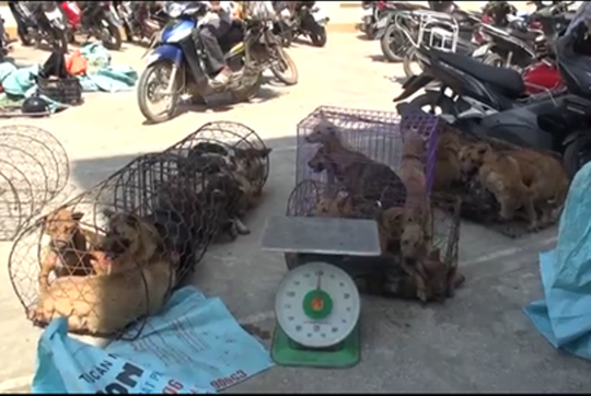 Clip, hình ảnh đường dây trộm chó hơn 100 tấn ở Thanh Hóa - Ảnh 4.