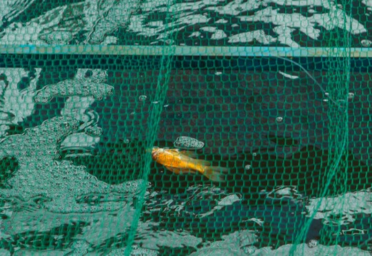 Clip: Đàn cá Koi Nhật Bản bơi chậm chạp sau 3 ngày thả xuống nước được xử lý ở sông Tô Lịch - Ảnh 11.