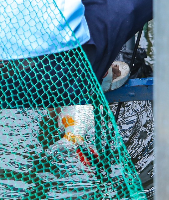 Clip: Đàn cá Koi Nhật Bản bơi chậm chạp sau 3 ngày thả xuống nước được xử lý ở sông Tô Lịch - Ảnh 5.