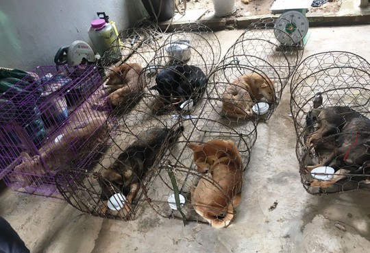 Vụ triệt phá băng nhóm trộm chó hơn 100 tấn: ACPA hỗ trợ chăm sóc chó bị thương - Ảnh 3.