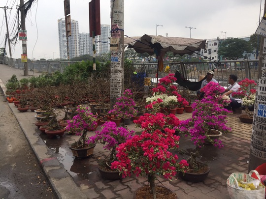 Đường phố TP HCM tràn ngập hoa Tết bán sớm - Ảnh 2.