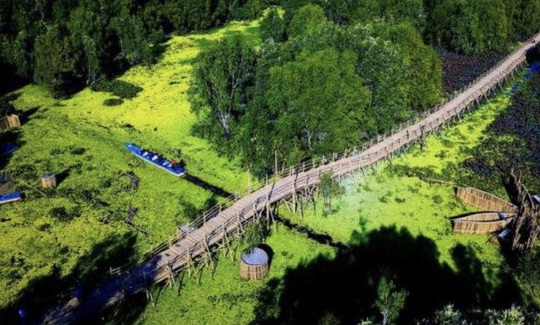 Ngỡ ngàng chiếc cầu tre dài nhất Việt Nam nằm giữa rừng tràm - Ảnh 1.