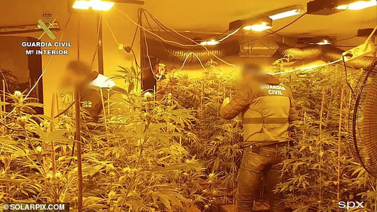 Băng đảng “được huấn luyện quân sự” buôn lậu cần sa - Ảnh 3.