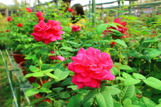 “Ngất ngây” với vườn hoa hồng Pháp tuyệt đẹp được tham quan miễn phí dịp Tết - Ảnh 4.