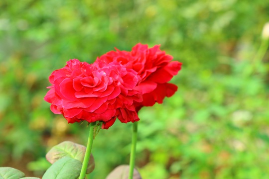 “Ngất ngây” với vườn hoa hồng Pháp tuyệt đẹp được tham quan miễn phí dịp Tết - Ảnh 6.