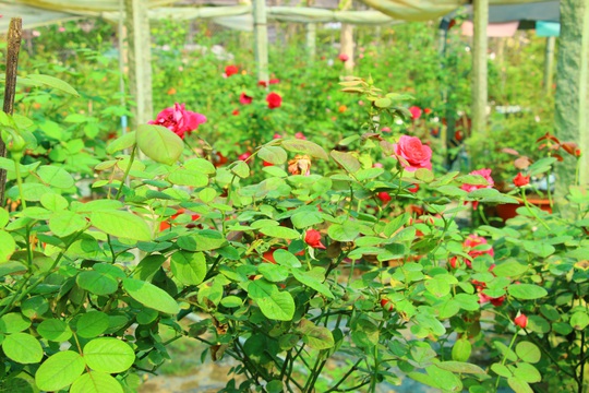 “Ngất ngây” với vườn hoa hồng Pháp tuyệt đẹp được tham quan miễn phí dịp Tết - Ảnh 9.