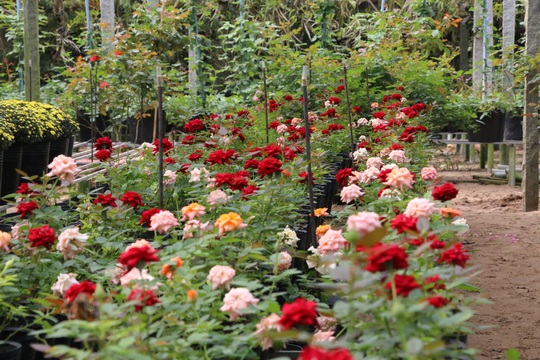 “Ngất ngây” với vườn hoa hồng Pháp tuyệt đẹp được tham quan miễn phí dịp Tết - Ảnh 12.
