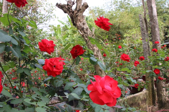 “Ngất ngây” với vườn hoa hồng Pháp tuyệt đẹp được tham quan miễn phí dịp Tết - Ảnh 11.
