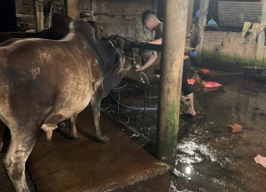 Quảng Nam: Phát hiện 3 cơ sở bơm nước vào bò trước khi giết mổ - Ảnh 1.