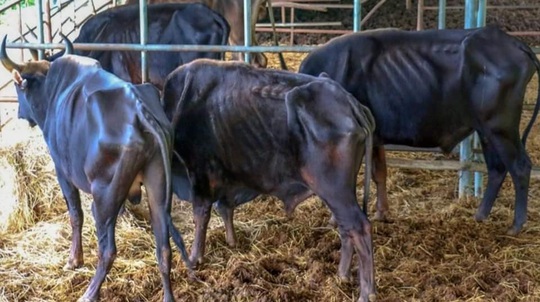 Sở KH-CN Lâm Đồng nói gì vụ bò tót nuôi để nghiên cứu gầy trơ xương vì đói? - Ảnh 1.