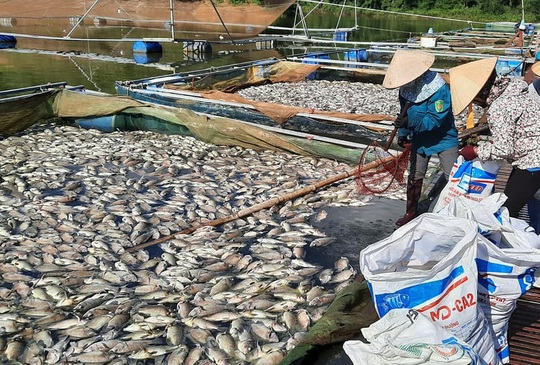 Khoảng 30 tấn cá chết hàng loạt bất thường - Ảnh 1.
