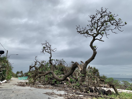 Hàng chục ngàn cây xanh trên đảo Lý Sơn bị bão vặt trụi lá - Ảnh 13.