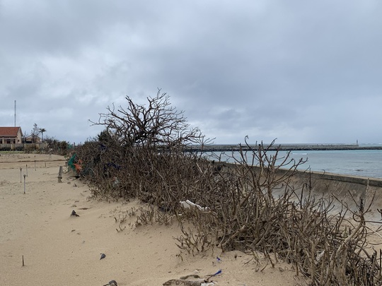 Hàng chục ngàn cây xanh trên đảo Lý Sơn bị bão vặt trụi lá - Ảnh 5.