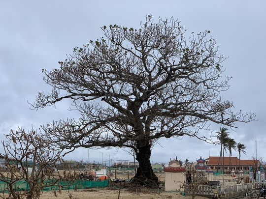 Hàng chục ngàn cây xanh trên đảo Lý Sơn bị bão vặt trụi lá - Ảnh 3.