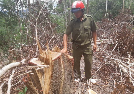 Khởi tố nguyên giám đốc công ty lâm nghiệp bất lực để rừng bị tàn phá - Ảnh 4.