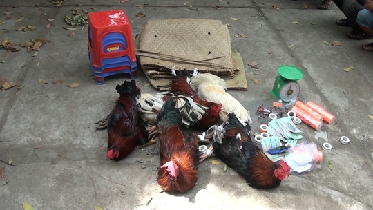 CLIP: Chạy tán loạn khi thấy công an, nhiều tay đá gà gục mặt lúc bị bắt - Ảnh 3.