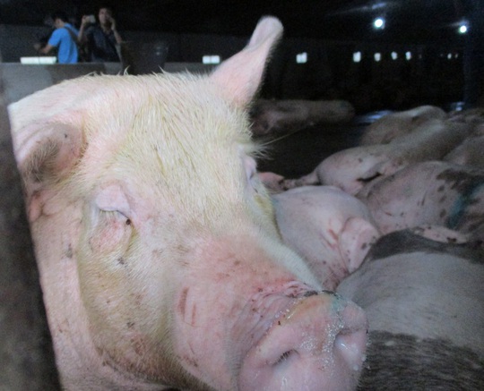Hơn 300.000 con heo Thái Lan đã đánh tan cơn sốt giá thịt heo trong nước - Ảnh 1.