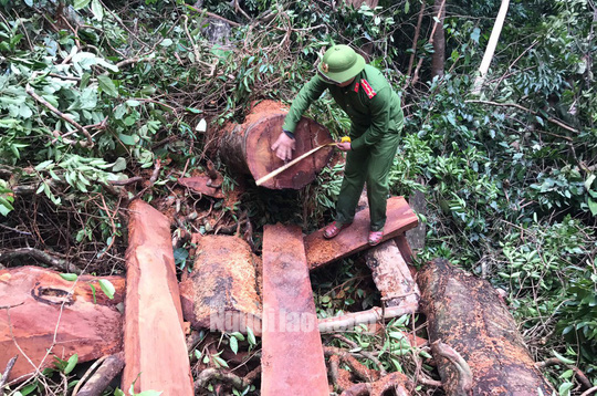 Bắt giữ “Sơn Lập” cùng đàn em mang súng, máy cưa vào rừng Trường Sơn phá hơn 30m3 gỗ quý - Ảnh 3.