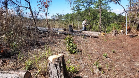 Kinh hoàng rừng thông bị tàn phá và rao bán cả đất rừng như vô chủ - Ảnh 6.