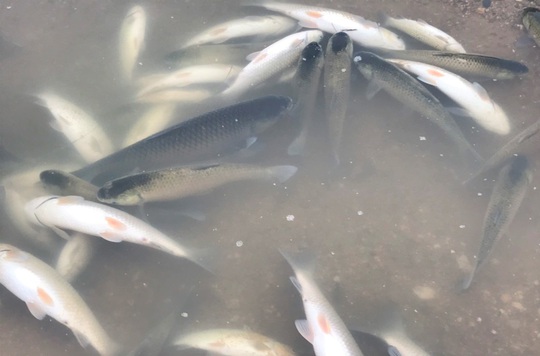 Cá chết hàng loạt bất thường trên sông Chu - Ảnh 3.