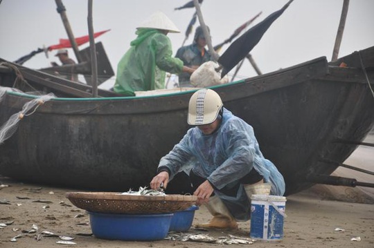 Nhiều người dậy thật sớm rủ nhau ra biển bắt hàng tấn cá trích - Ảnh 4.