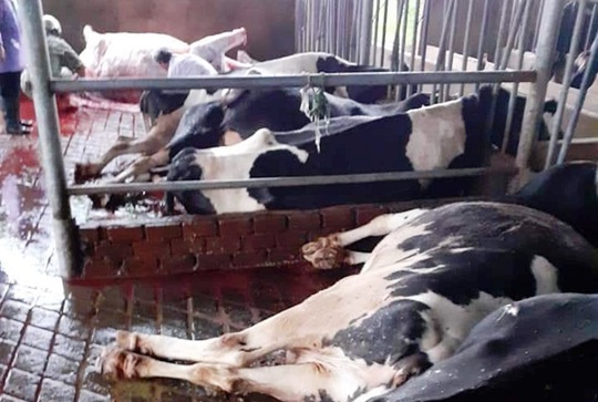 Lâm Đồng: Sét đánh chết gục 10 con bò sữa ngay tại máng ăn - Ảnh 3.