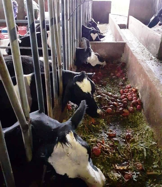 Lâm Đồng: Sét đánh chết gục 10 con bò sữa ngay tại máng ăn - Ảnh 2.