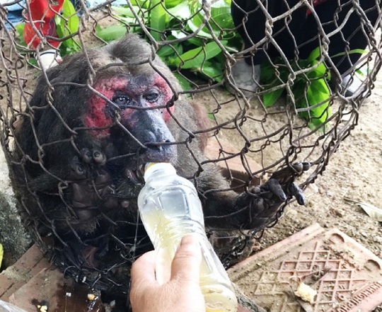 Khỉ mặt đỏ chết sau khi bàn giao công viên động vật hoang dã của FLC - Ảnh 1.
