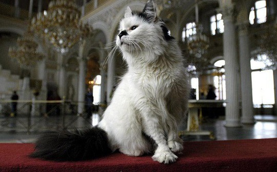 Kỳ lạ bảo tàng thuê “bảo vệ mèo” để trông giữ báu vật - Ảnh 7.
