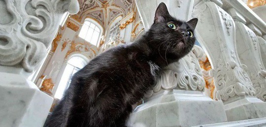 Kỳ lạ bảo tàng thuê “bảo vệ mèo” để trông giữ báu vật - Ảnh 11.