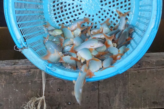 Chuyện con cá kêu éc éc ở Phú Tân - An Giang - Ảnh 1.