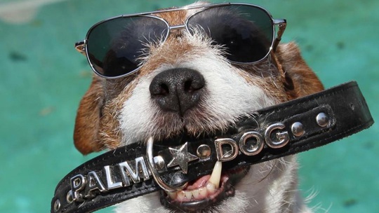 Chết hơn 5 năm, chó Uggie vẫn thắng giải thưởng diễn xuất - Ảnh 1.