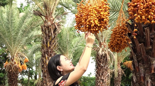 Mãn nhãn với vẻ đẹp ngất ngây của vườn chà là lớn nhất miền Tây - Ảnh 1.
