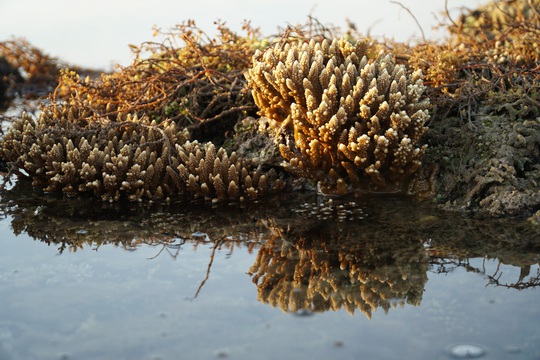 Ngắm tuyệt tác san hô cực đẹp ở Gành Yến – Quảng Ngãi - Ảnh 8.