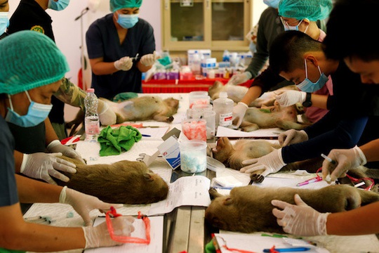 Thái Lan triệt sản hàng trăm con khỉ đói khủng bố khách du lịch - Ảnh 1.