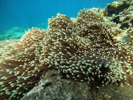 Ngắm san hô ở Hòn Mun - Ảnh 3.