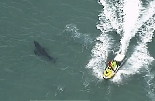 Đụng cá mập trắng khổng lồ, người đàn ông 60 tuổi chết thảm - Ảnh 1.