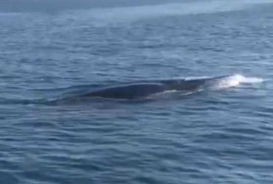Cá voi khủng dài hơn 4m bất ngờ xuất hiện ở Cù Lao Chàm - Ảnh 4.