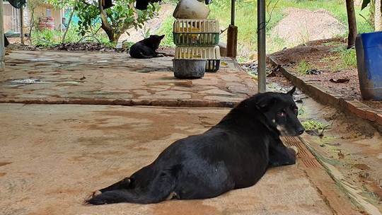 Hai con báo đen xuất hiện gần khu dân cư ở Đồng Nai có thể chỉ là… chó lai! - Ảnh 1.